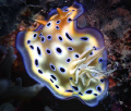   Chromodoris Kunei Kunes taken off Hideaway Island Vanuatu. Sony P100. Vanuatu P100  